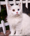 Persian Cat Odd Eyes